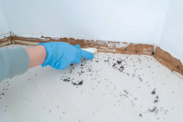 Best Pest Control Near Me  in Haverhill, MA
